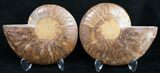 Polished Ammonite Pair - Million Years #9614-1